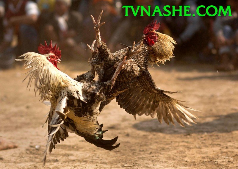 Đá Gà Trực Tiếp - wi88